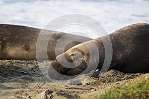 Male Northern Elephant Seal Rests on Sand in Morning Light in Close Profile