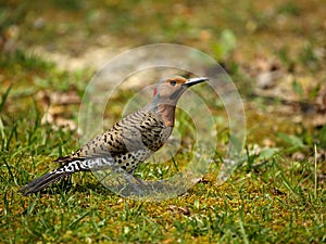 Male Northern Flicker