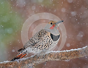 A male Northern Flicker perched on a branch in the snow close up with soft background in the Sierra Nevada mountains