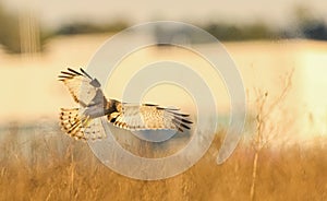 male northern harrier - Circus hudsonius - marsh hawk, grey or gray ghost. Hunting over meadow at an airport, great feather