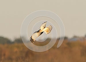 male northern harrier - Circus hudsonius - marsh hawk, grey or gray ghost. Hunting over meadow with blurred horizon background