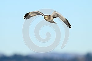 Male northern harrier in flight approaching with black wingtips and yellow eyes