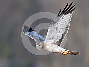 Male Northern Harrier Hawk aka Gray Ghost photo