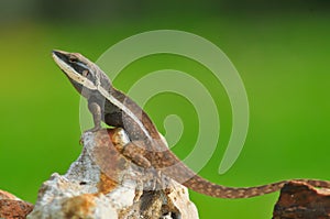 Male northern Lophognathus dragon lizard