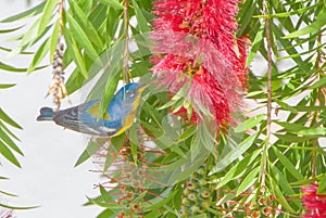 Male northern parula Setophaga americana eating nectar from a weeping bottlebrush tree Melaleuca viminalis