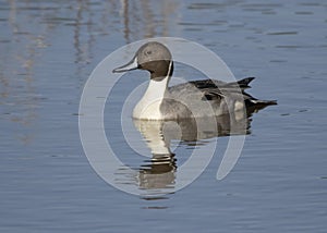 Male Northern pintail Anas acuta Blackwater National Wildlife Refuge