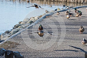 A male Northern pintail that`s in flight, just about to land.Ã£â‚¬â‚¬Ã£â‚¬â‚¬Ã£â‚¬â‚¬