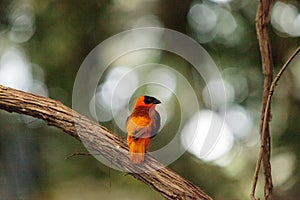 Male Northern red bishop Euplectes franciscanus