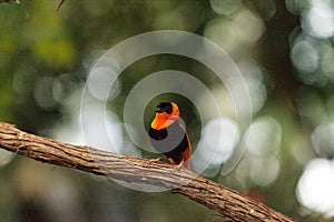 Male Northern red bishop Euplectes franciscanus