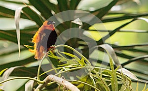 Male Northern red bishop Euplectes franciscanus