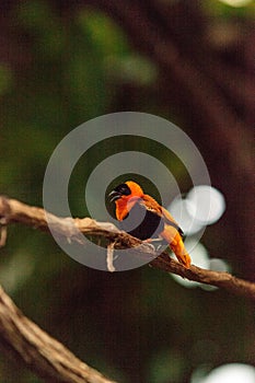 Male Northern red bishop Euplectes franciscanus