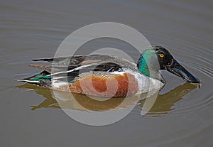 Male Northern shoveler