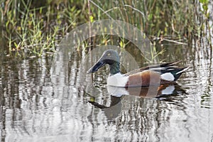 Male Northern Shoveler