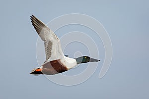 Male Northern Shoveler (Anas clypeata) in flight