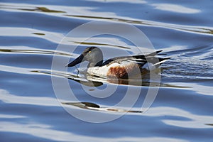 Male Northern Shoveler Anas clypeata swimming