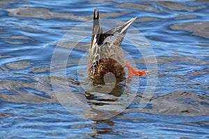 Male Northern shoveler duck or anas clypeata