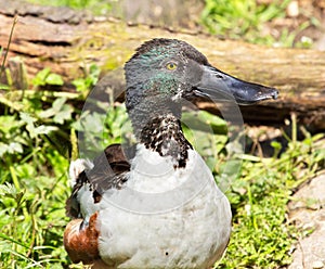 Male Northern Shoveler Duck in Grass Anas Clypeata