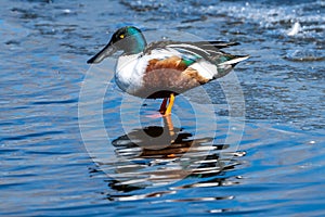 Male Northern Shoveler Duck in Littleton, Colorado