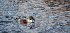 Male Northern Shoveler Duck swimming in the water