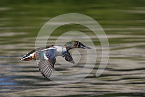 Male Northern Shoveler flying above a pond