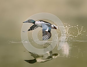 Male northern shoveler flying above the tranquil waters of a lake. Spatula clypeata.