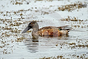 A male northern shoveler on a lake.