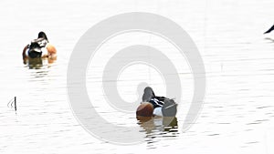 Male of Northern shoveler in a pond Spatula clypeata, known simply in Britain as the shoveler, is a common and widespread duck