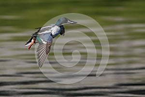 Male Northern Shoveler ready to land at a pond
