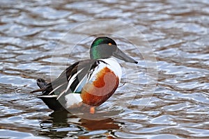 Male Northern shoveler standing in water, Colorado