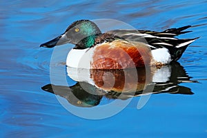 Male Northern shoveler swimming in a lake, Colorado