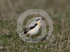 A male of The northern wheatear