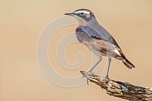 Male Northern Wheatear In Breeding Plumage