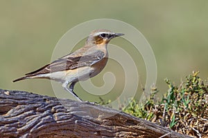 Male Northern Wheatear On Fallen Log