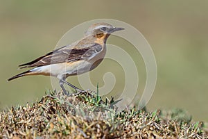 Male Northern Wheatear - Oenanthe oenanthe