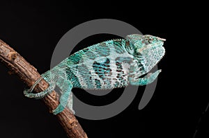 Male Nosy Faly panther chameleon on a branch on a black background