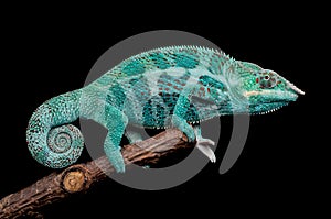 Male Nosy Faly panther chameleon on a branch on a black background