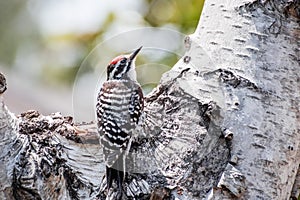Male Nuttall`s Woodpecker Picoides nuttallii foraging after insects on a birch tree, San Francisco bay area, California