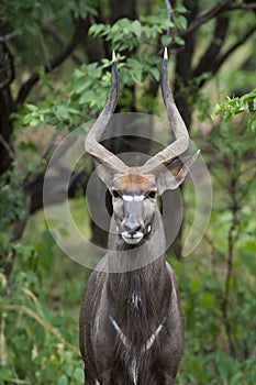 Male Nyala