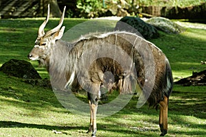 Male nyala