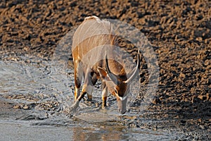 A male Nyala antelope drinking water, Kruger National Park, South Africa