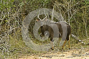 Male nyala antelope, South Africa
