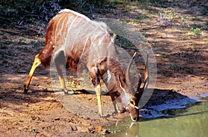Male Nyala drinking at Mkhuze waterhole photo