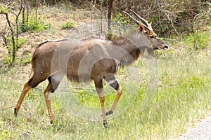 Male nyala photographed at Hluhluwe/Imfolozi Game Reserve in South Africa.