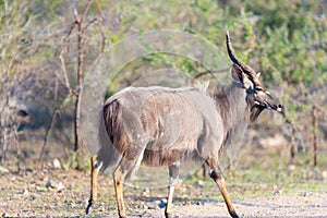 Male Nyala walking in the bush. Wildlife Safari in the Kruger National Park, major travel destination in South Africa. Side view,