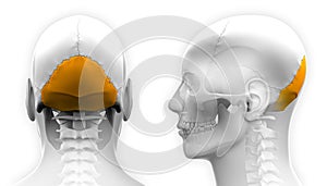Male Occipital Bone Skull Anatomy - isolated on white