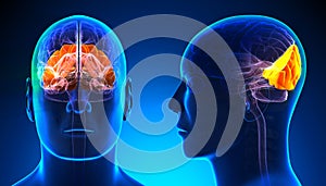 Male Occipital Lobe Brain Anatomy - blue concept photo