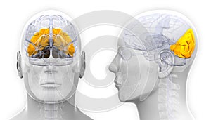 Male Occipital Lobe Brain Anatomy - isolated on white photo