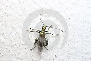 Male oedemera Nobilis, aka false oil beetle, is clearly pictured against the lumpy white paint of a wall