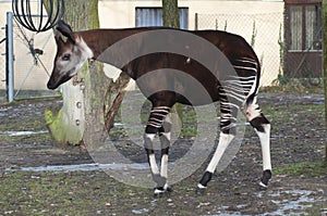 Male okapi, Okapia johnstoni photo
