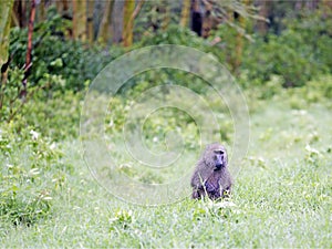 Male Olive Baboon (Papio anubis) is sits in the wet grass after rain